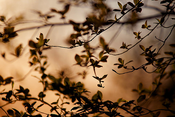 bhostphoto_102