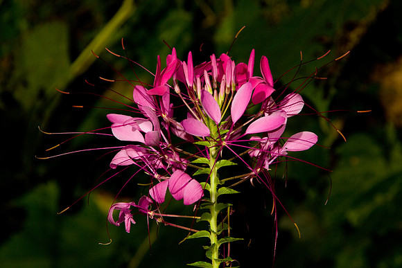 bhostphoto_133