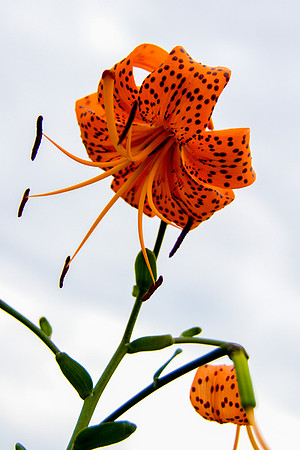 bhostphoto_126