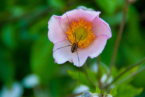 bhostphoto_038