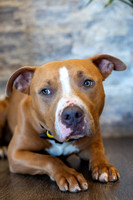 bhostphoto_008