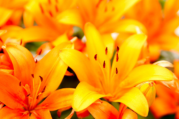 bhostphoto_111